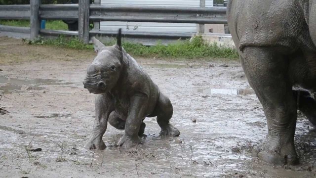 Un bébé rhinocéros apprend à marcher !