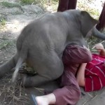 Un bébé éléphant cherche les calins