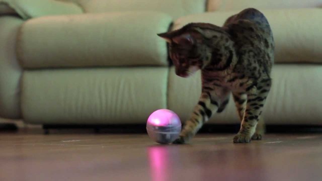 Un chat joue avec une sphère télécommandée