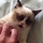 Grumpy cat : le chat pas content !