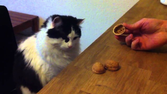 Un chat joue au bonneteau, parie et gagne !