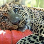 Des gros chats jouent avec des citrouilles