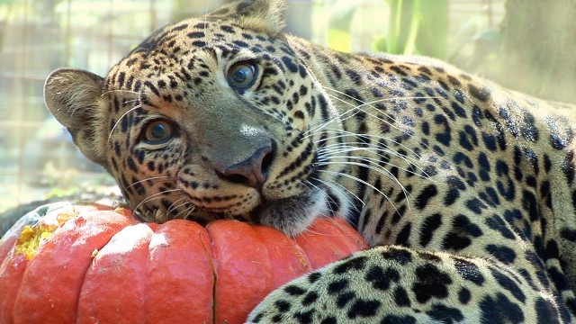 Des gros chats jouent avec des citrouilles