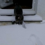 Un chat découvre la neige