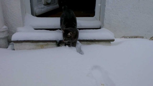 Un chat découvre la neige