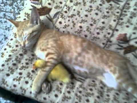 Un chat dort avec un canard dans les bras