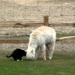 Un chat harcelle de caresses un lama