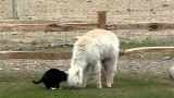 Un chat harcelle de caresses un lama