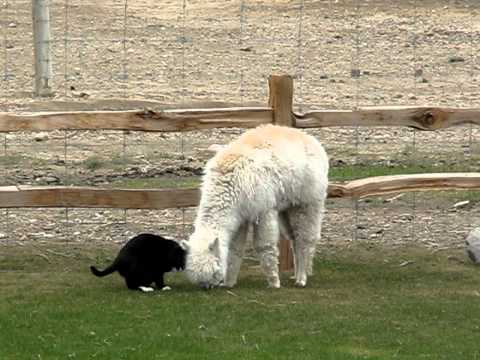 Un chat harcelle de caresses un lama