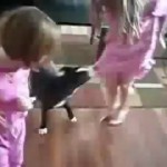 Un chat protège une petite fille contre un chien