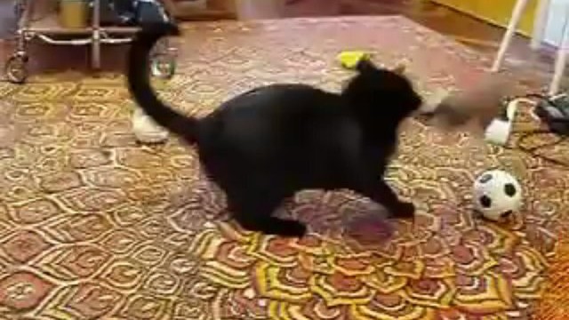 Un chat joue avec une hermine