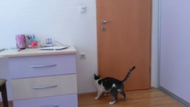 Un chat ouvre plusieurs portes seul pour sortir