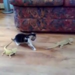 Un chaton se fait une belle peur devant un lézard