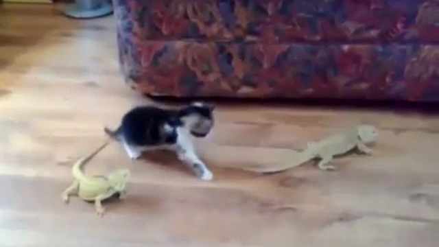 Un chaton se fait une belle peur devant un lézard