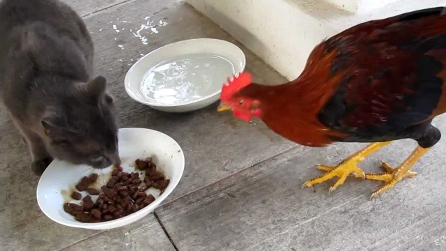 Une poule tente de voler les croquettes d’un chat