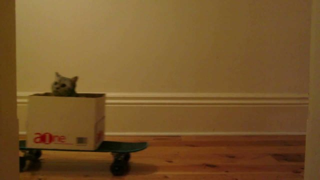 Un chat sur un skate