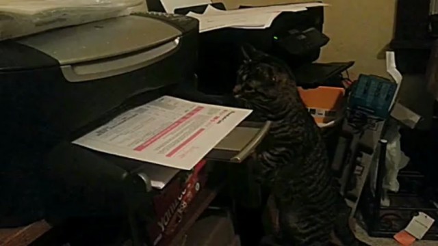Un chat s’énerve contre une imprimante