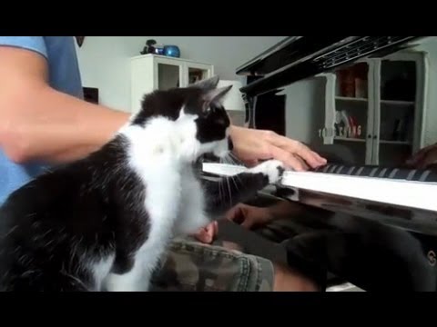 Un chat affamé empêche son maître de jouer du piano