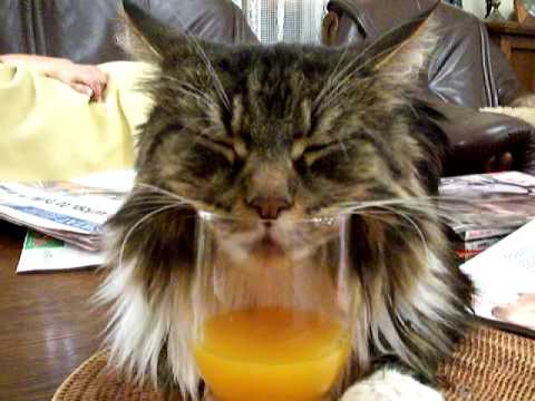 Un chat ronfle et dort dans son jus d’orange