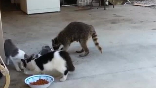 Un raton laveur vole de la nourriture à des chats