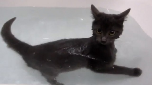 Un chat nage dans une baignoire