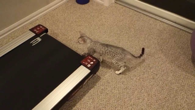 Un chat essaye d’attraper les bandes d’un tapis de course