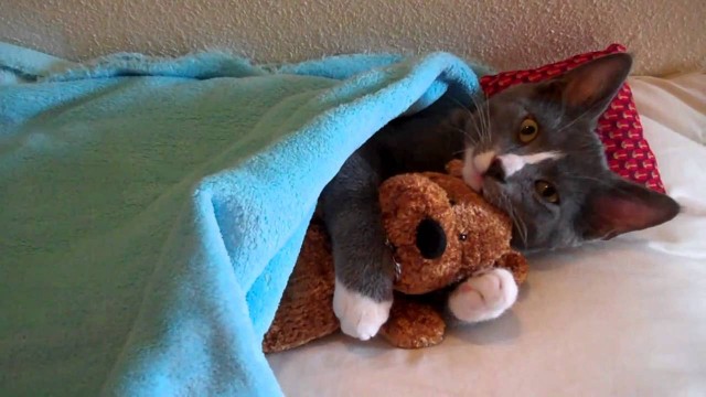 Un chat fait un calin à un ours en peluche