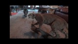 Des chats découvrent un lynx empaillé