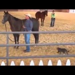 Un chat ninja attaque un cheval