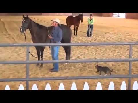 Un chat ninja attaque un cheval