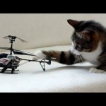 Un chat se bat contre un hélicoptère télécommandé