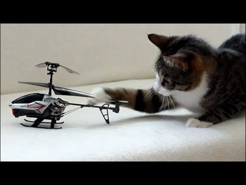 Un chat se bat contre un hélicoptère télécommandé