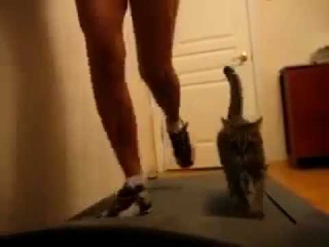 Un chat fait de la course à pied sur un tapis roulant