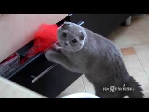 Un chat pris en train de voler !