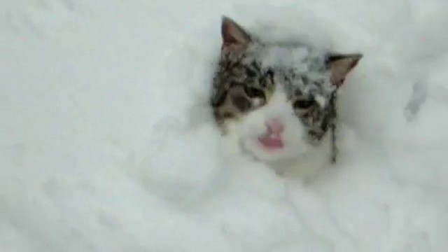 Deux chats se battent dans la neige