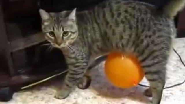Un chat poursuivi par un ballon à cause de l’électricité statique