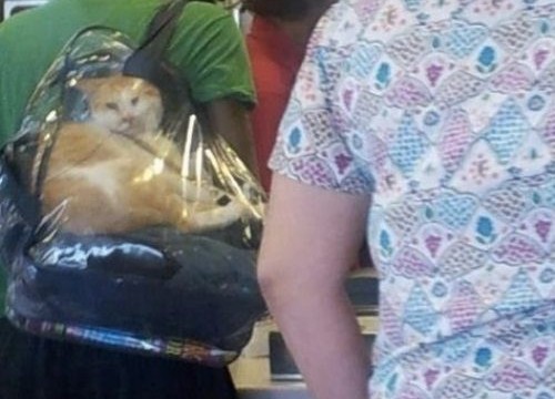 Un chat dans un sac à dos transparent