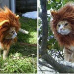 Un déguisement de lion pour chat