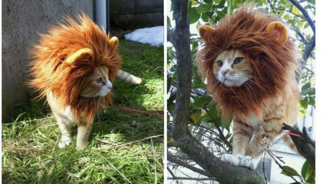 Un déguisement de lion pour chat