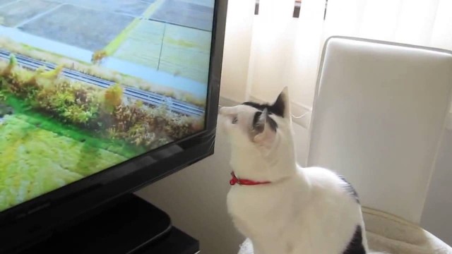 Un chat essaye d’attraper les oiseaux à la télévision