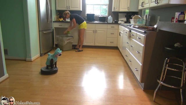 Un chat déguisé en requin sur un aspirateur Roomba