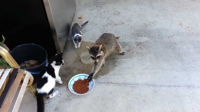 Un raton laveur vole les croquettes des chats !