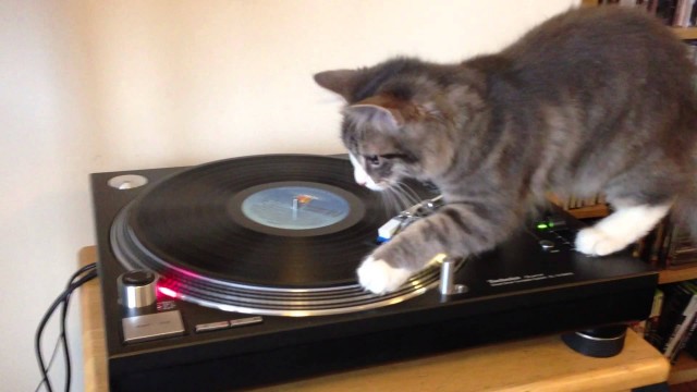 Un chat scratche sur un vinyl