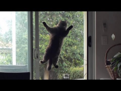 Un chat se cramponne à une vitre pour rentrer dans une maison