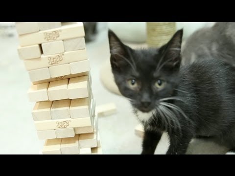 Des chatons jouent au Jenga !