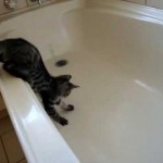 Un chat tombe dans la baignoire et glisse