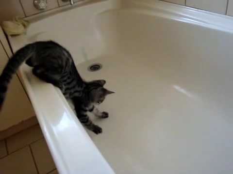 Un chat tombe dans la baignoire et glisse