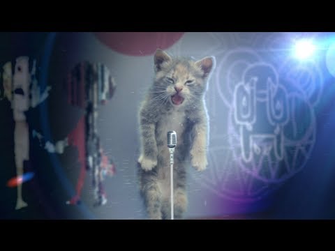 Un chat chante Creep de Radiohead