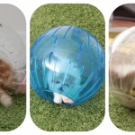 Trois adorables chatons jouent et roulent dans des boules à hamster