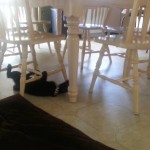 Un chat fou rampe sur le dos sous les chaises d’une table